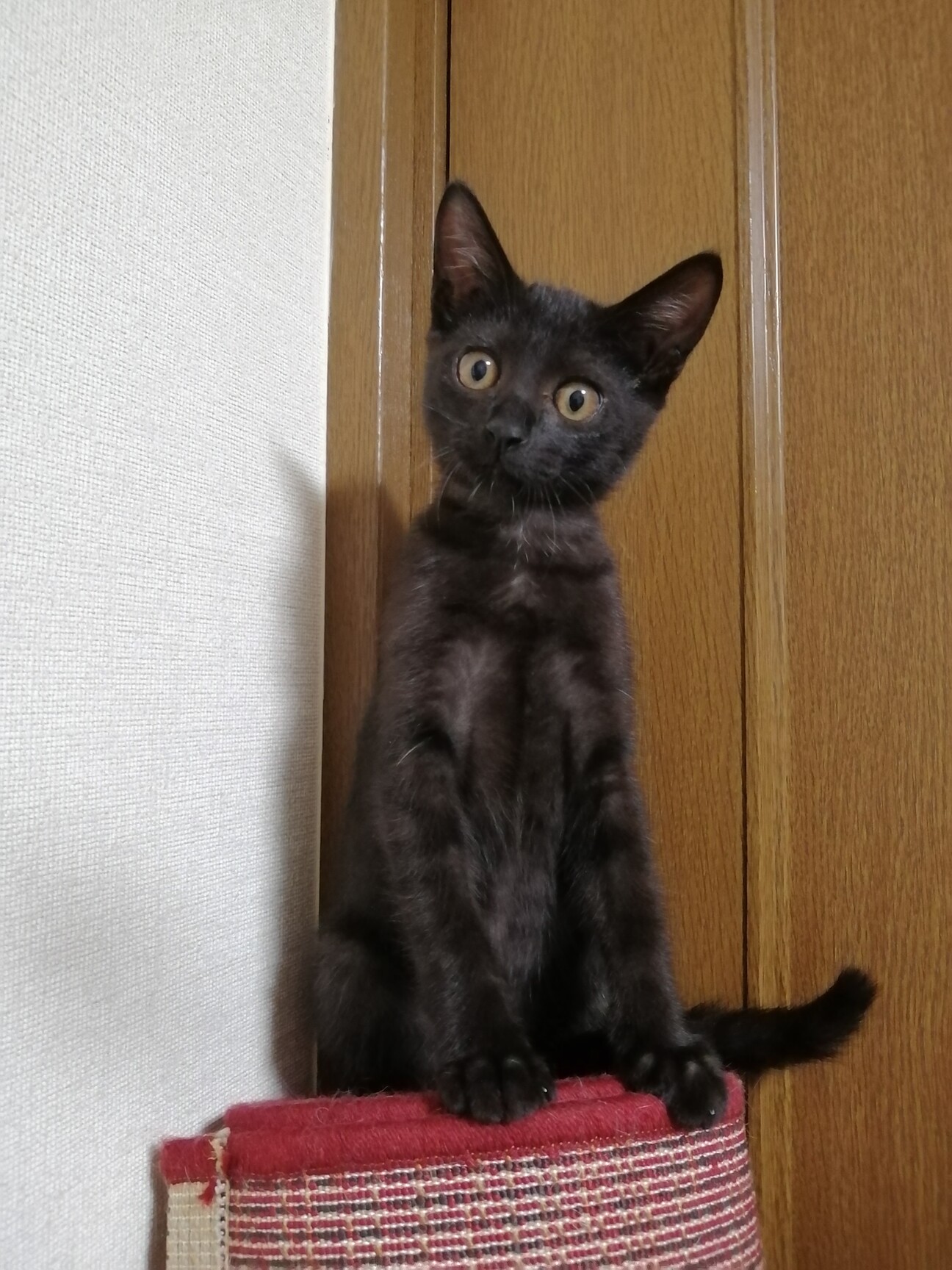 つやつや黒毛のおてんばマツコ」京都府 - 猫の里親募集(434705) 1枚目