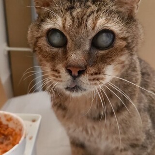 病気あるけど頑張ってるおじいちゃん