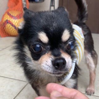 チワワの佐助、家族を募集してます！