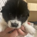 【仔犬】ダリルくん
