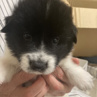 【仔犬】ダリルくん