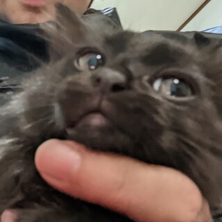 生後2ヶ月の黒猫（男の子）の里親様募集です