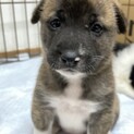 【仔犬】メルルちゃん