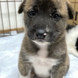 【仔犬】メルルちゃん