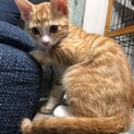 甘えん坊な茶とら男子くん