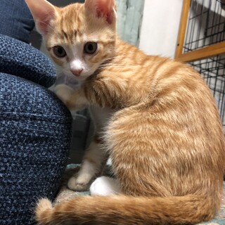 甘えん坊な茶とら男子くん