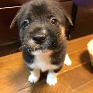 【仔犬】蘭ちゃん