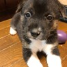 【仔犬】蘭ちゃん サムネイル2