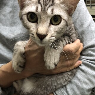 美人のたまちゃん５ヶ月避妊手術済み