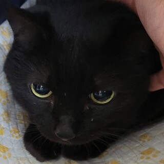 飼い主さんに先立たれてしまった穏やかな男の子