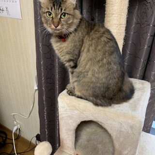 長毛な人懐っこいキジちゃん