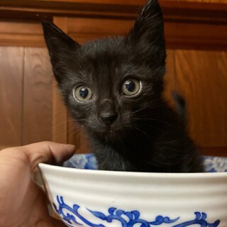 甘えん坊な黒猫ベイビーにゃん♡