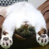猫を撫でると雪の音（保護活動者）