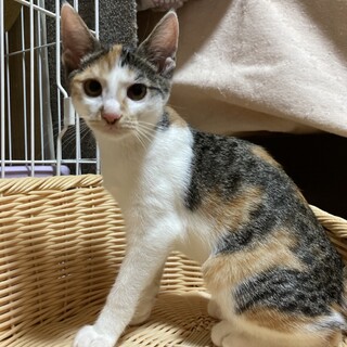 12/11荒川区　アッサム　　個別お見合い可