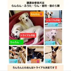 保護犬の譲渡会(ユメカナエフェス) サムネイル3