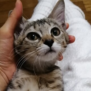 穏やかにゃんこのキジトラ猫　ナジャ（2.5ヶ月）