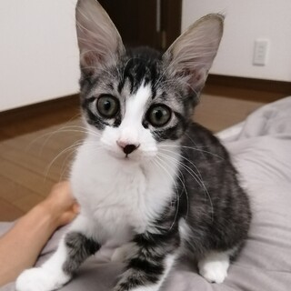 お耳がおっきな美にゃんこ　ミッツ（2.5ヶ月）
