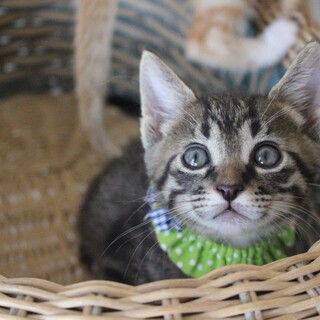 おっとり系の超甘えん坊なピンちゃん