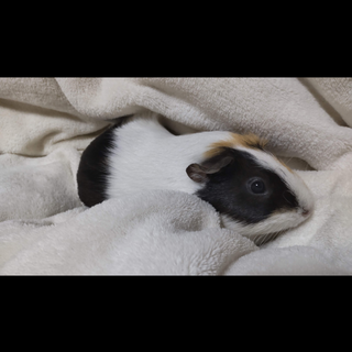 メスのおとなしい性格です！