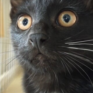 7月生まれ・黒猫「ブーちゃん」メス♀