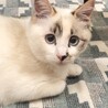 とさちわかもし
