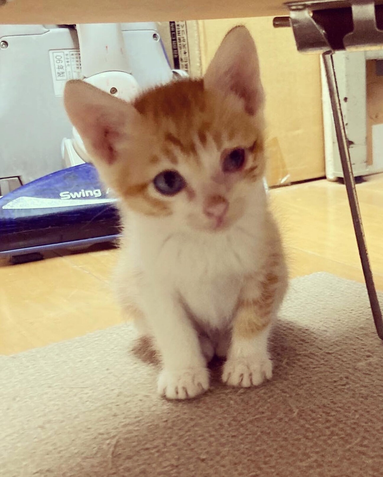3955 外国切手 サハラ・アラブ民主共和国 猫 ペット 2種 リーブンちゃん（仮）ご家族募集中です | ベンガル猫、ベンガル