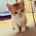茶トラ　　生後2ヶ月の元気なオス猫ちゃん