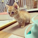 茶トラ　生後2ヶ月のかわいいメス猫ちゃんです