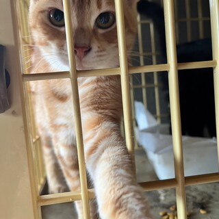 漁港生まれの茶トラニャン♡シロギスくん。