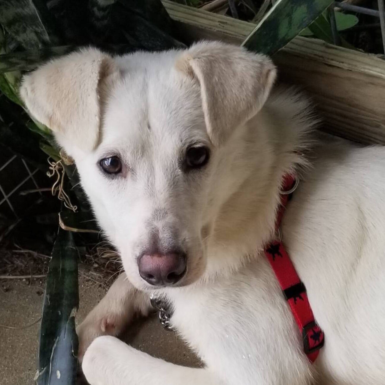 吠えない お留守番ok 東京都 犬の里親募集 ペットのおうち 月間利用者150万人