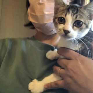 誰にでもゴロスリの猫
