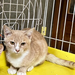 漁港生まれのクリーム茶白にゃん♡ヒラメくん。