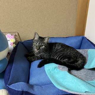 りんちゃん、子育ても終わり私も幸せ探します