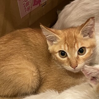 くりくりお目目のちくわちゃん♩