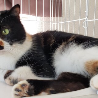 人馴れ抜群！ハチワレの三毛猫　ミケちゃん