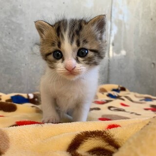 ありがとうございました！