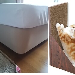 「トラビス保護日記18」サムネイル3