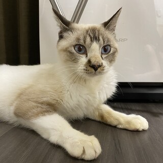 ナデナデ大好きなムーンくん