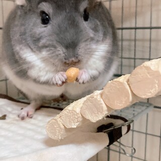 【応募一時停止します】バイオレットの男の子です。