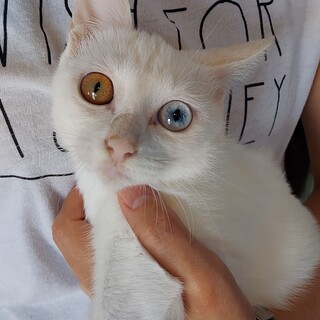 五兄妹の人懐こい白子猫