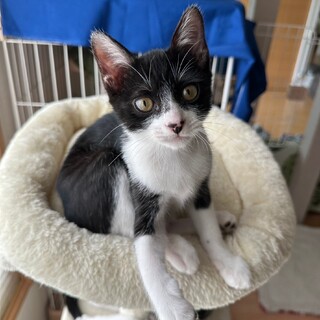 伊勢原④こんぶ君おっとり優しい男の子