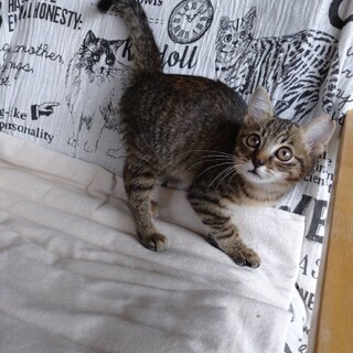 ２ヶ月の可愛い子猫♪美人さん