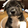 【仔犬】蘭ちゃん サムネイル5