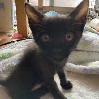 首とお腹の白毛が可愛い黒仔猫