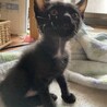 首とお腹の白毛が可愛い黒仔猫 サムネイル2