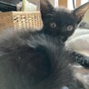 首とお腹の白毛が可愛い黒仔猫 サムネイル3