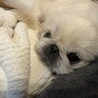 ペキニーズのエイぴレちゃん サムネイル2