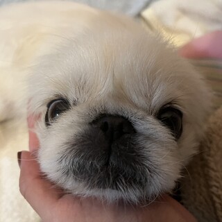ペキニーズのエイぴレちゃん