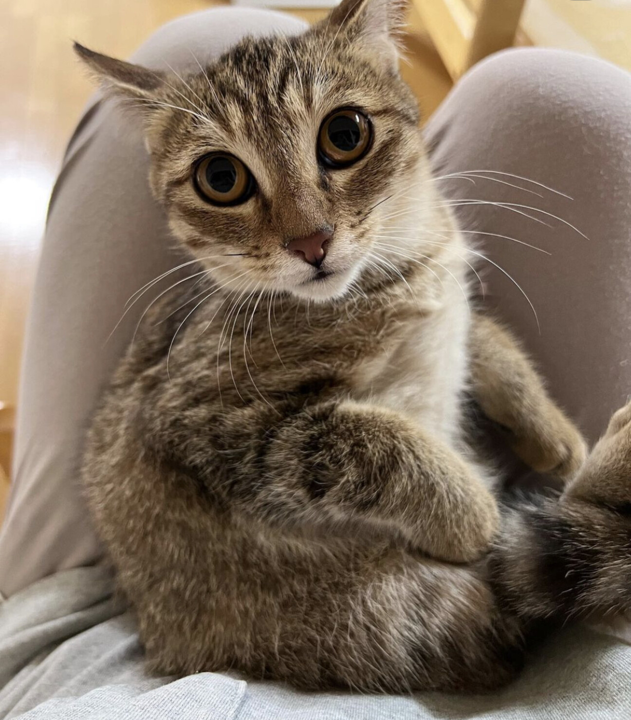 美人な むぎわらねこ の」愛知県 - 猫の里親募集(434863) :: ペット