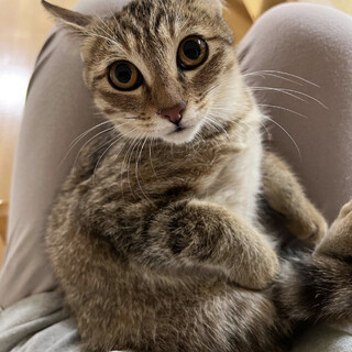 美人な むぎわらねこ の あきちゃん